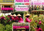 BHAYANGKARI LABUHAN MARINGGAI PANEN JAGUNG & CABAI DUKUNG KETAHAN PANGAN