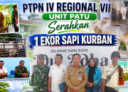 SAMBUT IDUL ADHA 1447 H, PTPN IV REGIONAL VII BERI BANTUAN HEWAN KURBAN